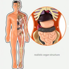 Human Anatomy Body Toy for Kids and Children learning