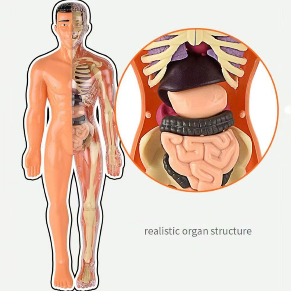 Human Anatomy Body Toy for Kids and Children learning