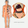 Image of Human Anatomy Body Toy for Kids and Children learning