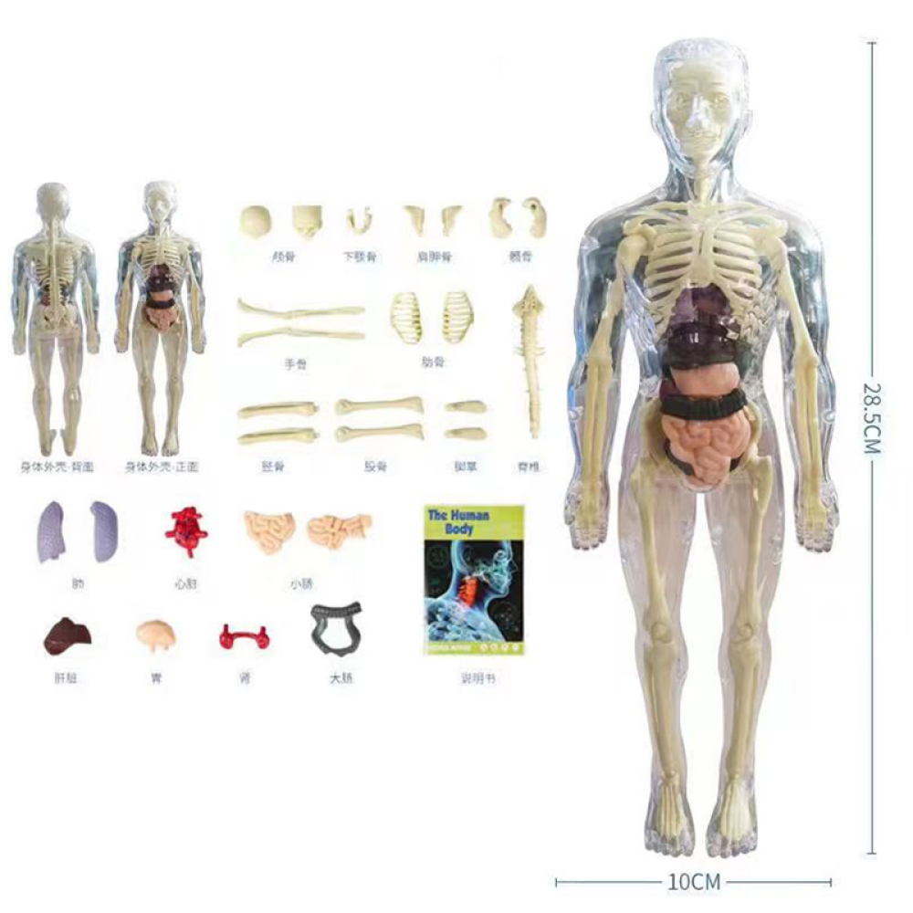Human Anatomy Body Toy for Kids and Children learning