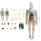 Human Anatomy Body Toy for Kids and Children learning
