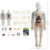 Image of Human Anatomy Body Toy for Kids and Children learning