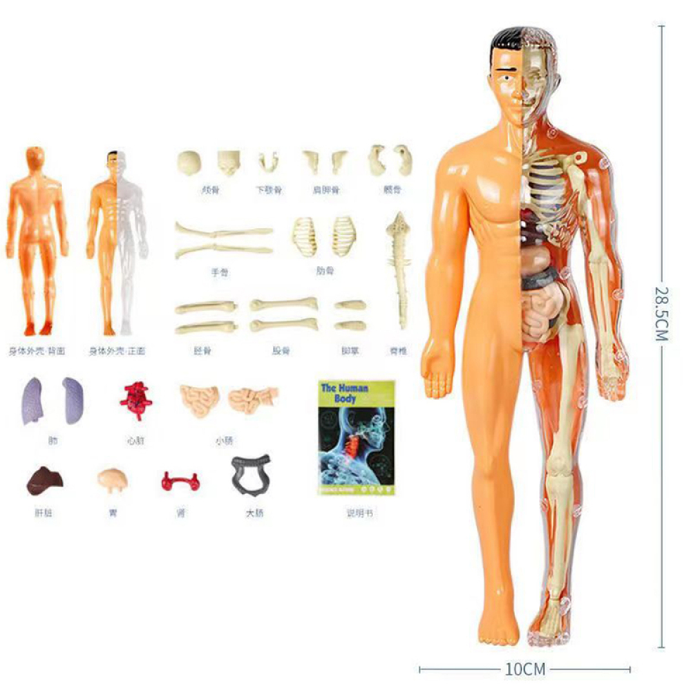 Human Anatomy Body Toy for Kids and Children learning