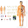 Image of Human Anatomy Body Toy for Kids and Children learning