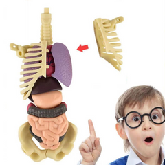 Human Anatomy Body Toy for Kids and Children learning