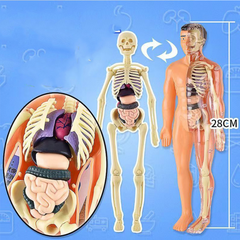 Human Anatomy Body Toy for Kids and Children learning