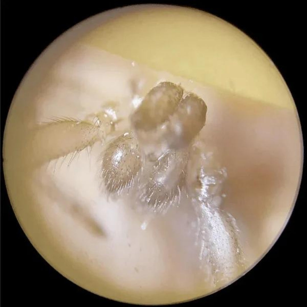 Pocket Handheld Microscope | Compact, Easy Setup & Ideal for Young Explorers in Nature