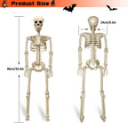 36" Halloween Skeleton Decorations | 2 Pack, Movable Joints for Spooky Parties, Haunted Houses & Graveyard Scenes