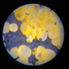 Pocket Handheld Microscope | Compact, Easy Setup & Ideal for Young Explorers in Nature