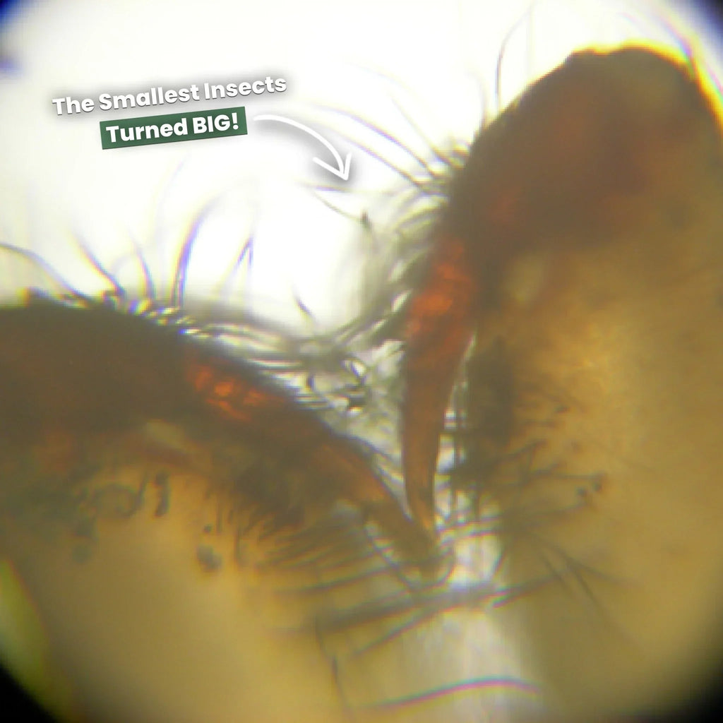 Miniature Digital Microscope | High Magnification, Portable & Ideal for Science Projects and Hobbyists