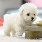 Buddy Robot Puppy | Realistic Toy Dog with Smart Features