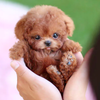 Image of Buddy Robot Puppy | Toy Dog with Voice Commands & Smart Features